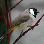 Profile Picture of Mahoozi (@mahoozi) on Flickr