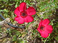 Profile Picture of Linum grandiflorumon Wikipedia