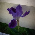 Profile Picture of Sheryl Miller Larsen (@sheryl724) on Instagram