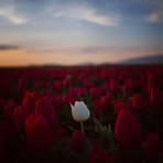 Profile Picture of K Shukla (@K-Shukla) on Facebook