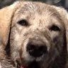 Profile Picture of Pete Marcoux (@user230357600) on Tiktok