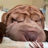 Profile Picture of Шарпей Бен#едашарпея (@@ben.jaminbutton) on Tiktok