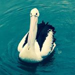 Profile Picture of Simon Gooch (@simongoona) on Instagram
