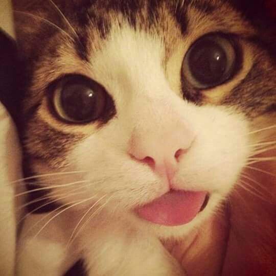 Profile Picture of a (@gruffaro) on Tiktok