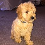 Profile Picture of Ralph O Keeffe (@rescueralph) on Instagram