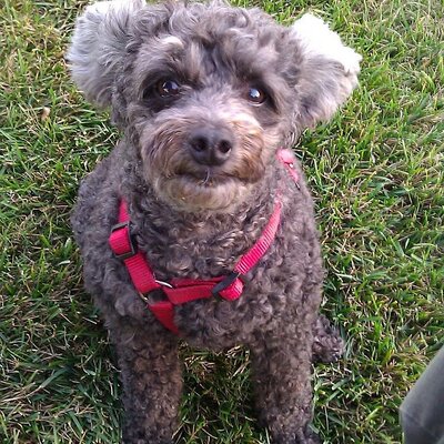 Profile Picture of Alice T. Dunbar (@HolisticVetsUSA) on Twitter