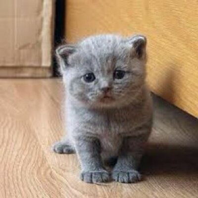 Profile Picture of Sami Saad (@samisaad23) on Twitter