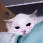 Profile Picture of James Nappo (@_jnaps91) on Instagram