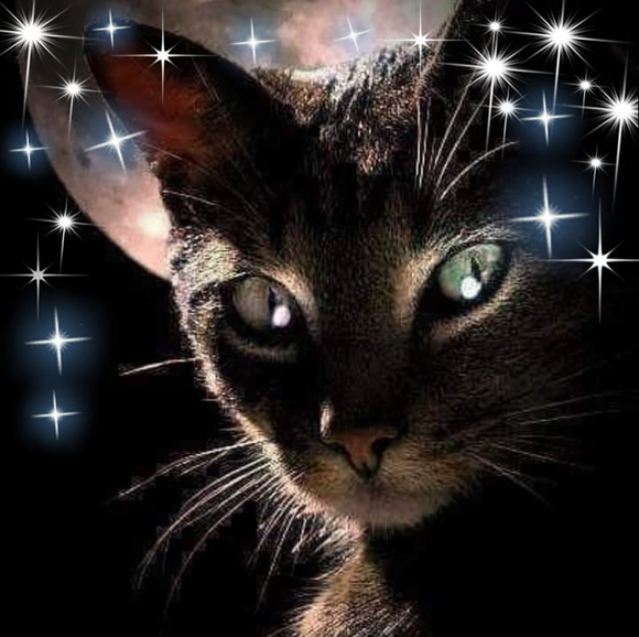 Profile Picture of Sonia Palma (@soniat7) on Poshmark