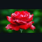 Profile Picture of Joan Howard (@joan9572) on Instagram