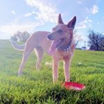 Profile Picture of Robin Schuster (@petagonia_adventures) on Instagram