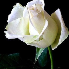 Profile Picture of Sahra Mohamed Yusuf (@SahraMohamedYu1) on Twitter