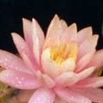 Profile Picture of Angel Glenn Browning (@browninga) on Instagram