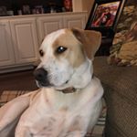 Profile Picture of Sam McComb🐶💘🌻 (@sam_the_boggle) on Instagram