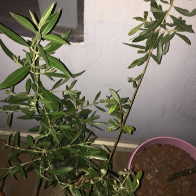 Profile Picture of Brigitte Louis (@1Olivirvirginie) on Twitter