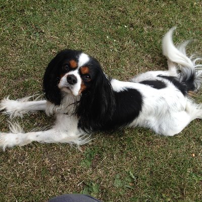 Profile Picture of Eva Ross Petersen (@EvaRossPeterse3) on Twitter