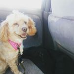 Profile Picture of amelia aviles (@amelita0278) on Instagram