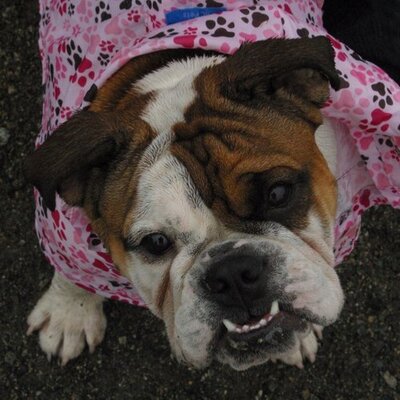 Profile Picture of Steve Furlong (@Furlong71) on Twitter