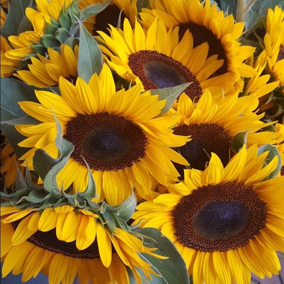 Mini Champaneria - Poshmark Profile Picture of Mini Champaneria (@min949) on Poshmark