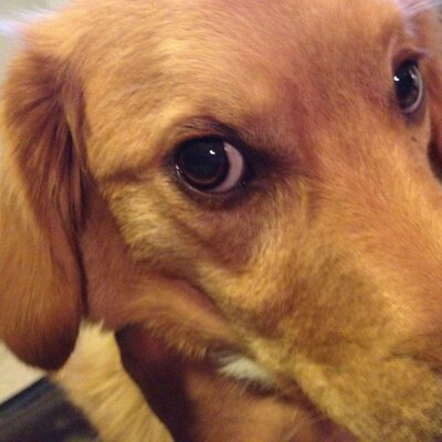 Profile Picture of Marc Stingley (@stingdogg) on Twitter