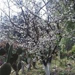 Profile Picture of angelica manzanares (@angelinedelrosal) on Instagram