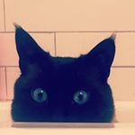 Profile Picture of Phaythe (@kevin_the_siamese_cat) on Instagram