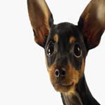 Profile Picture of Robert_Dougherty (@robert_doughertyb) on Instagram