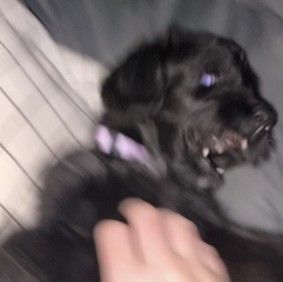 Profile Picture of Olivia Bledsoe (@livisky09) on Poshmark