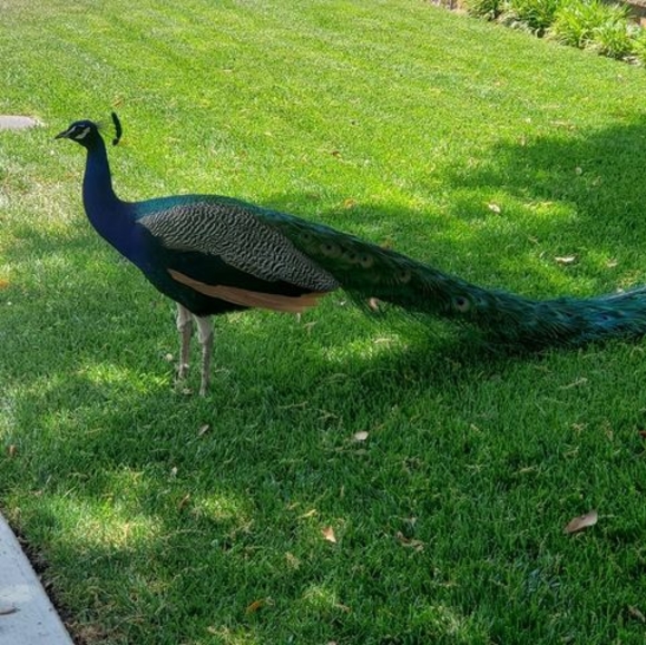 Profile Picture of Luis Vicente (@ernesto213) on Poshmark