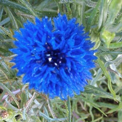 Profile Picture of Pat Cheeks (@patcheeksRN) on Twitter