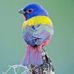 Profile Picture of Massoud Adam (@massoud.adam.52) on Facebook