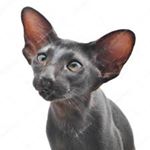 Profile Picture of oriental (@oriental_findone_holdon) on Instagram