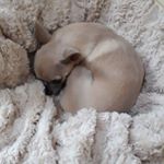 Profile Picture of Tilly the Teacup Chihuahua (@joanne.keenan.16121) on Instagram