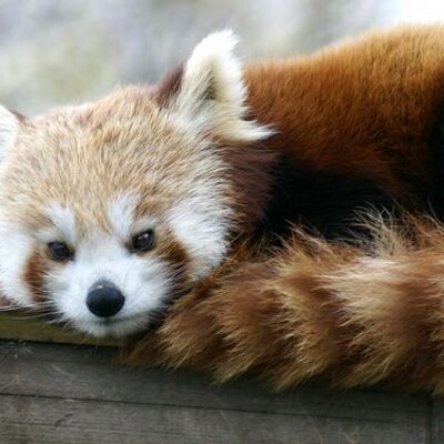 Profile Picture of Marc Van Der Linden (@@MarcVanDerLind2) on Twitter