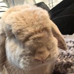 Profile Picture of Derek McDonnell (@derek.the.female.rabbit) on Instagram