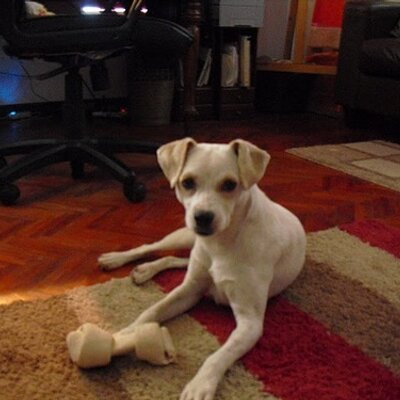 Profile Picture of Alex Bogusz (@rufus7776) on Twitter