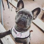 Profile Picture of Jesse Frenchie Hearn ❤️ (@jesse.frenchie.lingard) on Instagram