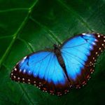 Profile Picture of Daniel Serafini (@daniel_serafini_95) on Instagram