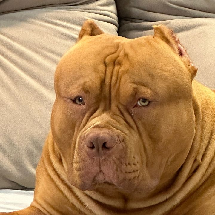 Profile Picture of Benjamin bullkennel (@benjaminbullkennel) on Tiktok