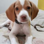 Profile Picture of Jimmy Dog (@jimmy_oliver_dog) on Instagram