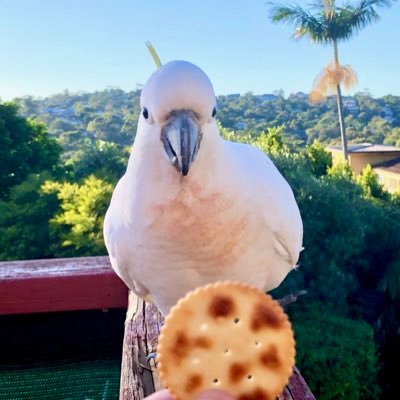 Profile Picture of GrantPerryAU 🇦🇺🐝🐝🦆🦆🍺🍺 (@GrantPerryAU) on Twitter