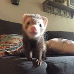 Profile Picture of Cassi Tea (@cassihobbs) on Instagram