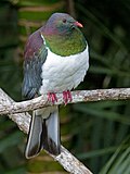Profile Picture of Kererūon Wikipedia