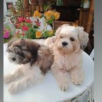 Profile Picture of Alice Alburo (@alice.alburo.3) on Facebook