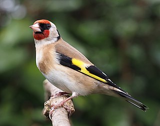 Profile Picture of European goldfinchon Wikipedia