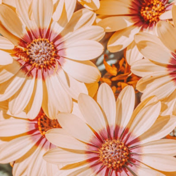 Profile Picture of Katlyn Colace (@katlyncolace) on Poshmark