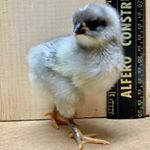 Profile Picture of Adam & Lindsey Strand (@alshomestead) on Instagram