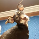 Profile Picture of Mariah Dee Jackman (@mariahdeethedog) on Instagram