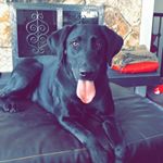 Profile Picture of Blair (@andrews_blair) on Instagram