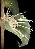 Profile Picture of Hakea conchifoliaon Wikipedia
